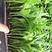夏威夷椰子进口夏威夷盆栽用苗