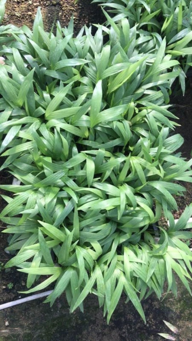 夏威夷椰子进口夏威夷盆栽用苗