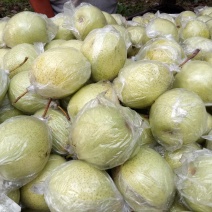 常年代购纸袋皇冠梨，膜袋皇冠梨，