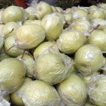 常年代购纸袋皇冠梨，膜袋皇冠梨，