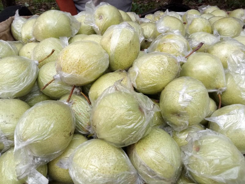 常年代购纸袋皇冠梨，膜袋皇冠梨，