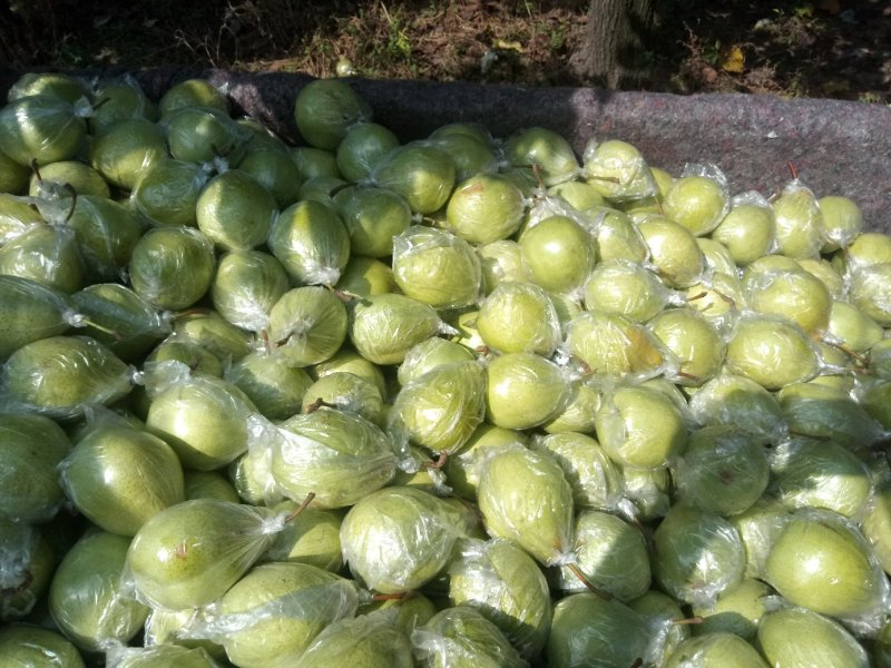 常年代购纸袋皇冠梨，膜袋皇冠梨，