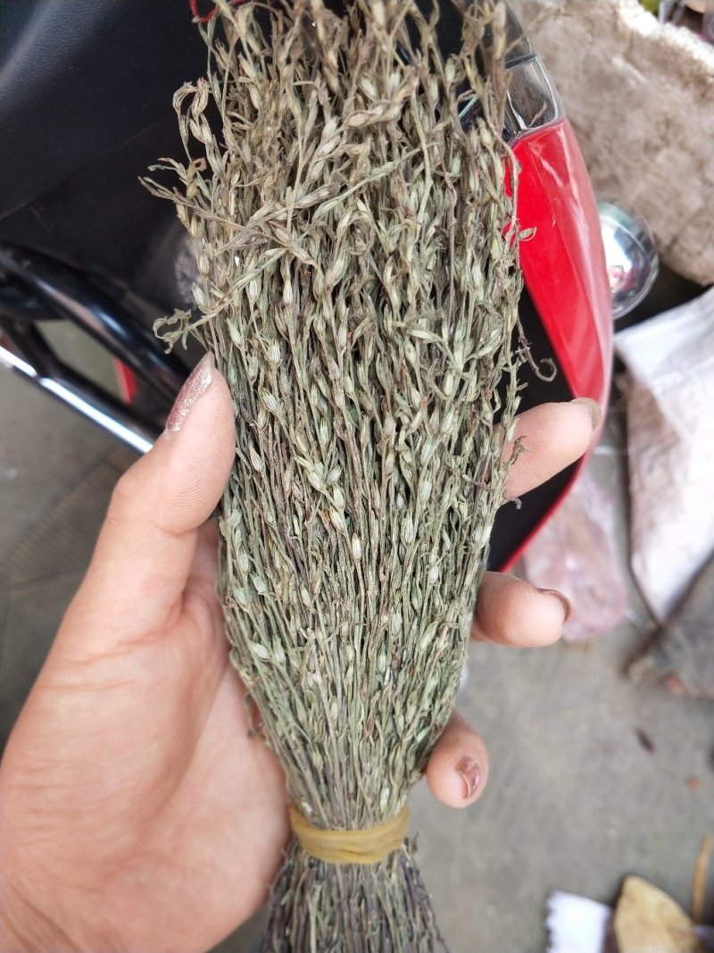 广西野生独脚金