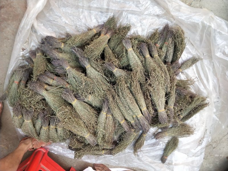 广西野生独脚金