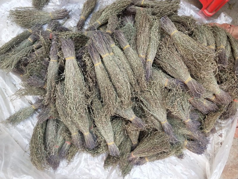 广西野生独脚金