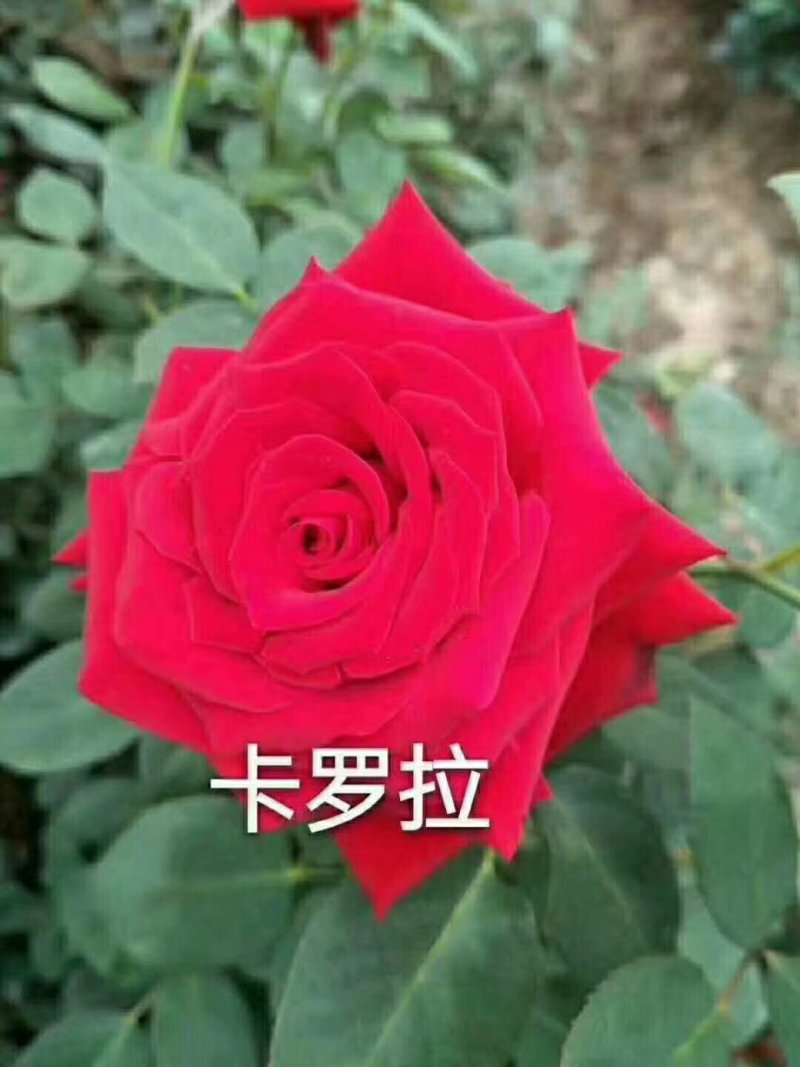 玫瑰苗，月季种苗适用于盆栽种植绿化工程基地批发