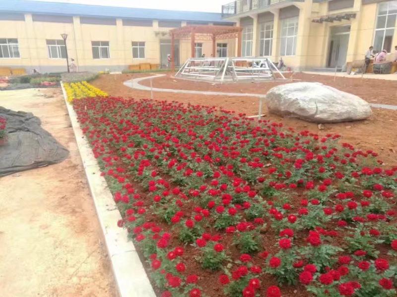 玫瑰苗，月季种苗适用于盆栽种植绿化工程基地批发