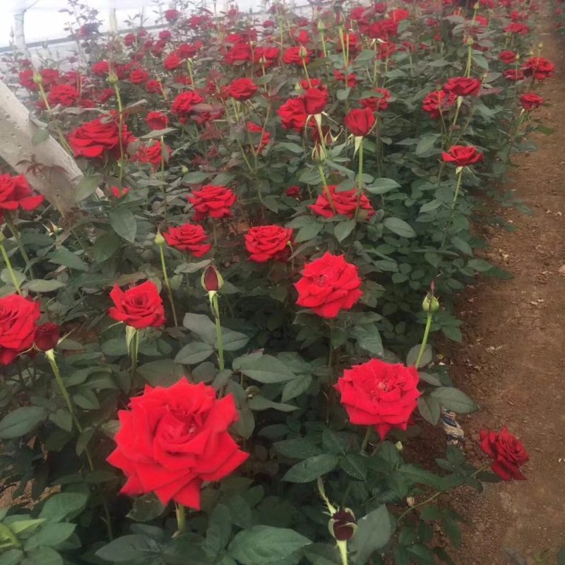 玫瑰苗，月季种苗适用于盆栽种植绿化工程基地批发