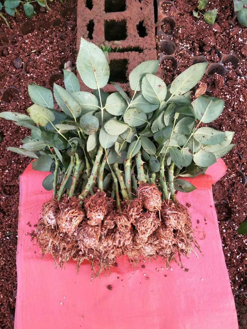 玫瑰苗，月季种苗适用于盆栽种植绿化工程基地批发