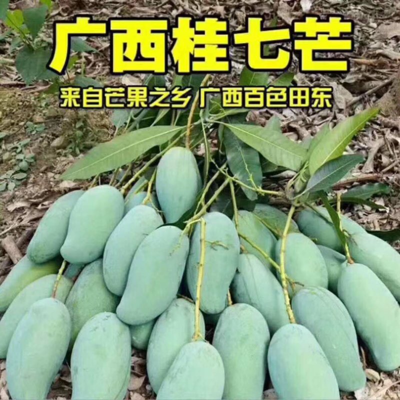 嫁接金煌，桂七，四季芒，红贵妃，基地直发，一手货源