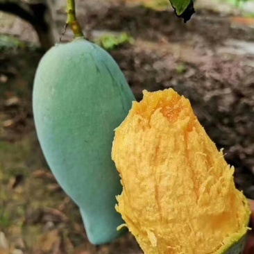 嫁接金煌，桂七，四季芒，红贵妃，基地直发，一手货源