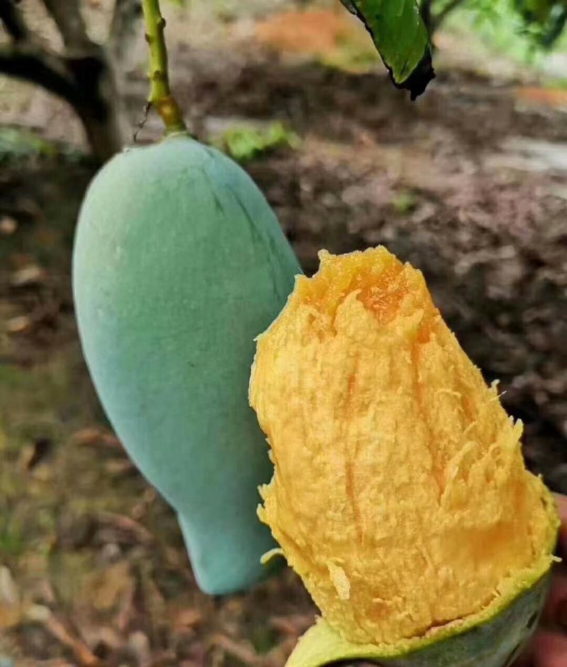 嫁接金煌，桂七，四季芒，红贵妃，基地直发，一手货源