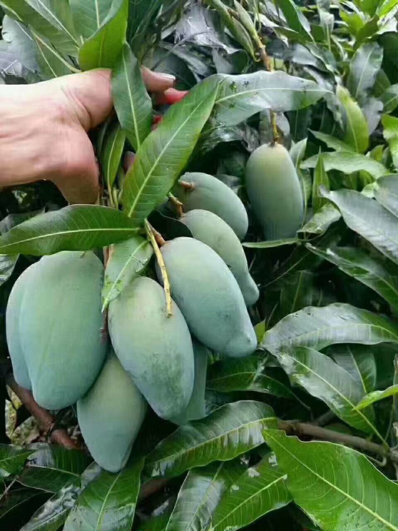 嫁接金煌，桂七，四季芒，红贵妃，基地直发，一手货源