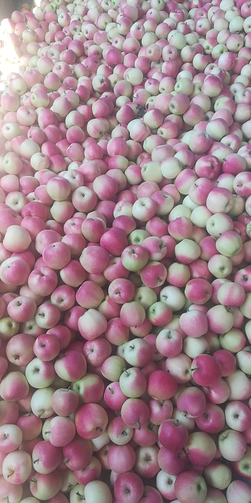 陕西嘎啦苹果