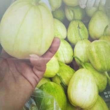辽西精品京密香瓜大量上市，专业工人挑选，批发，代发。