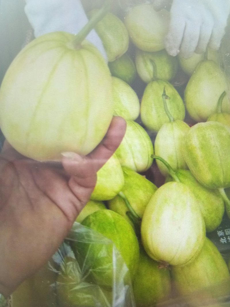 辽西精品京密香瓜大量上市，专业工人挑选，批发，代发。