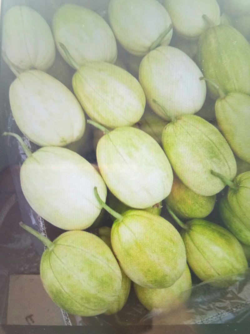 辽西精品京密香瓜大量上市，专业工人挑选，批发，代发。