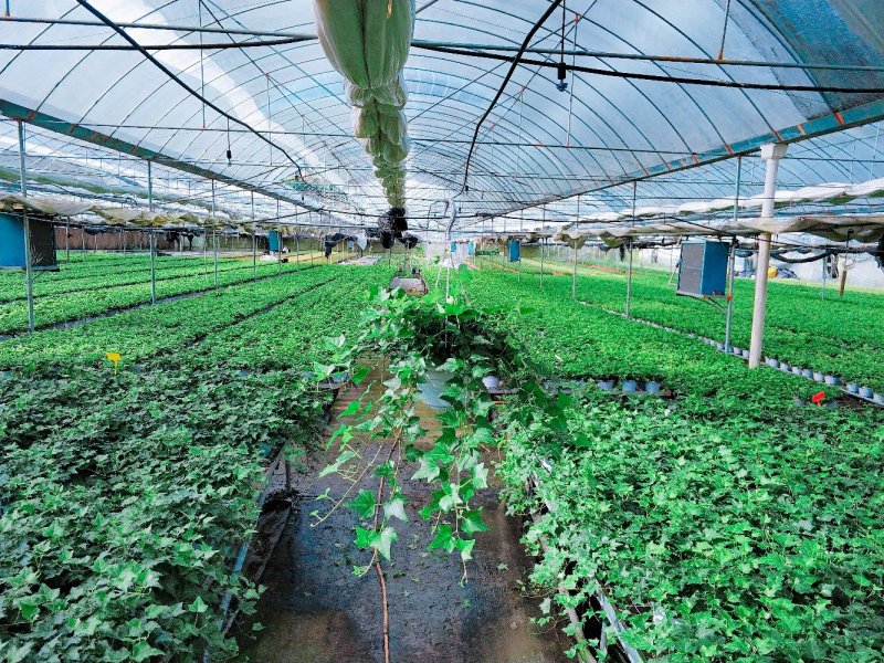 常春藤盆栽室内垂吊兰植物吸甲醛除苯净化空气四季常青长藤蔓