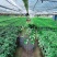常春藤盆栽室内垂吊兰植物吸甲醛除苯净化空气四季常青长藤蔓
