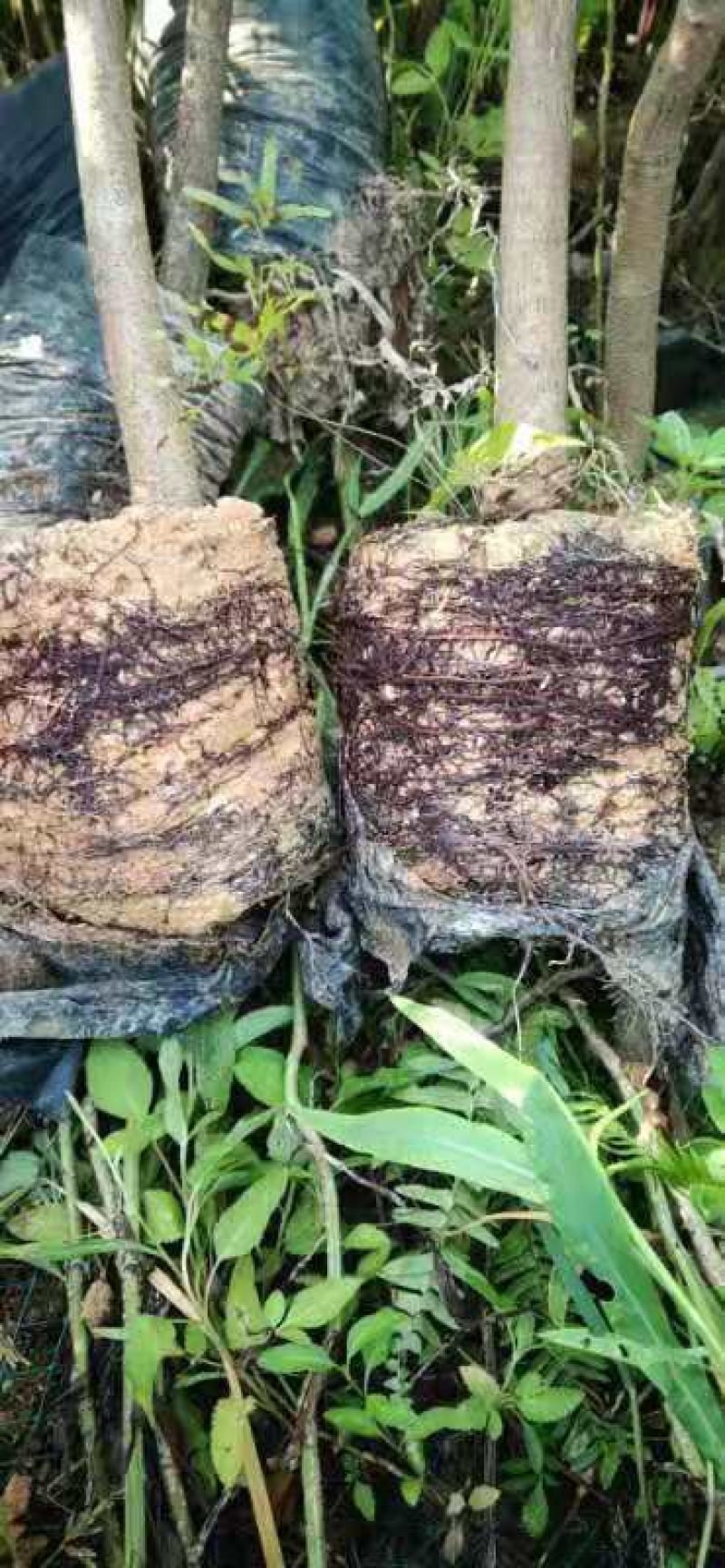芒果苗1m以下