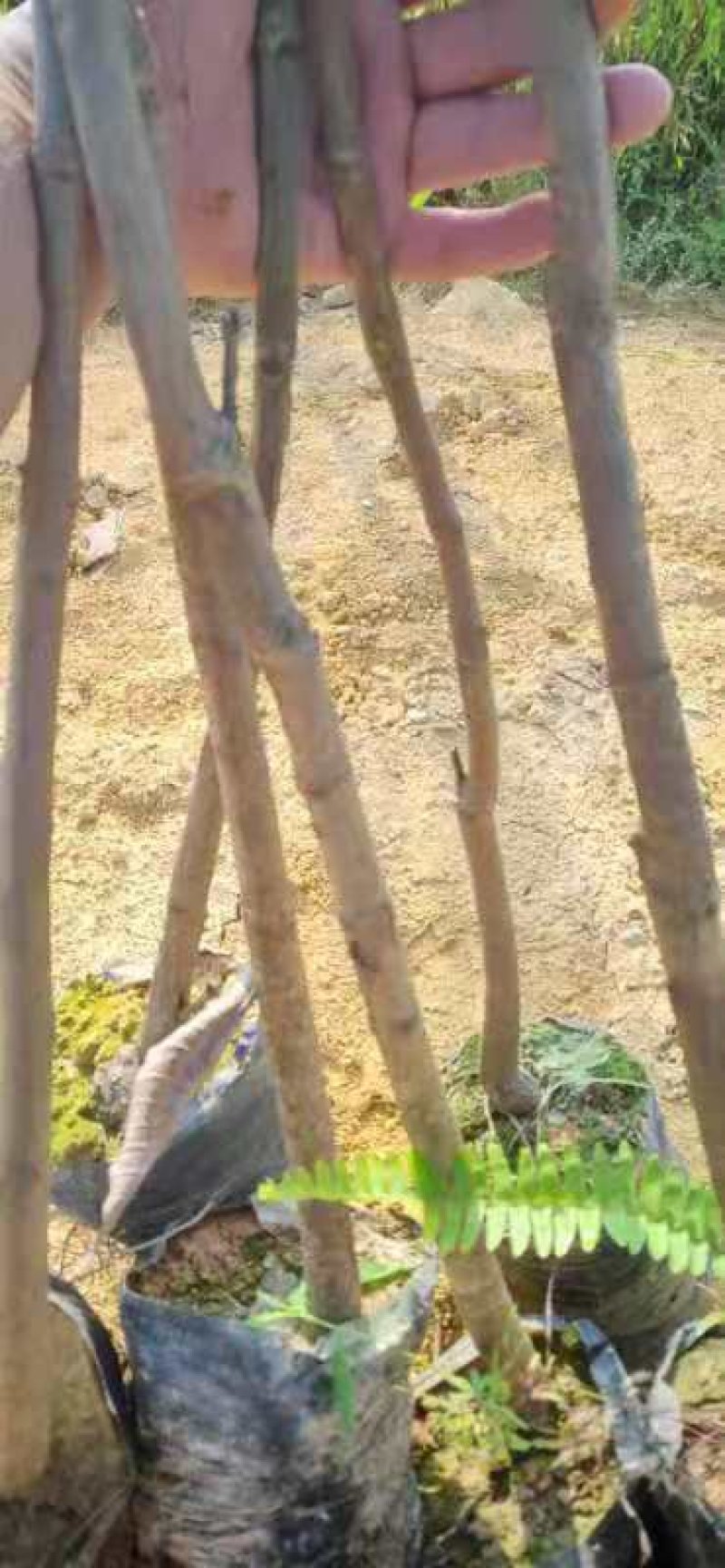 芒果苗1m以下