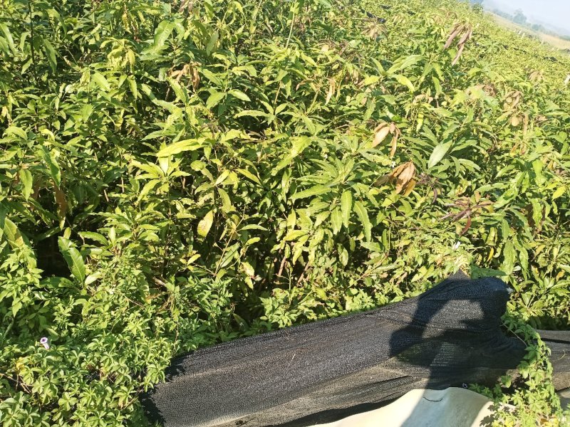 芒果苗1m以下