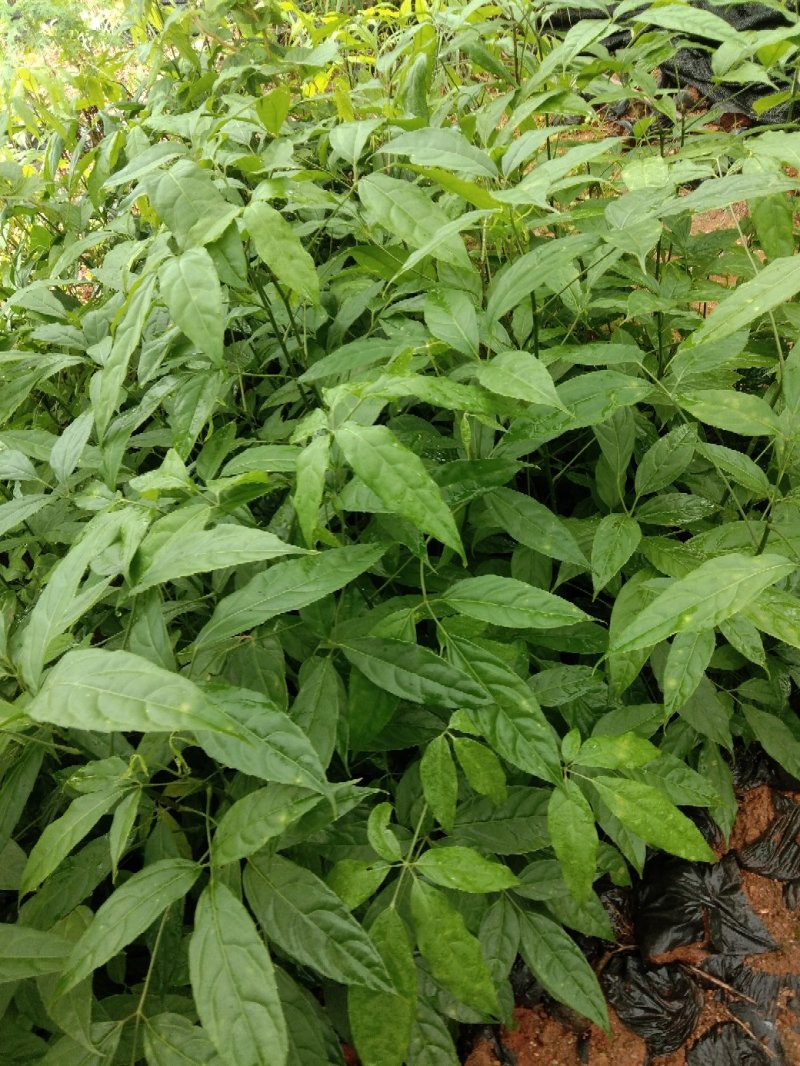 火镰菜苗滇西南药食兼用树种