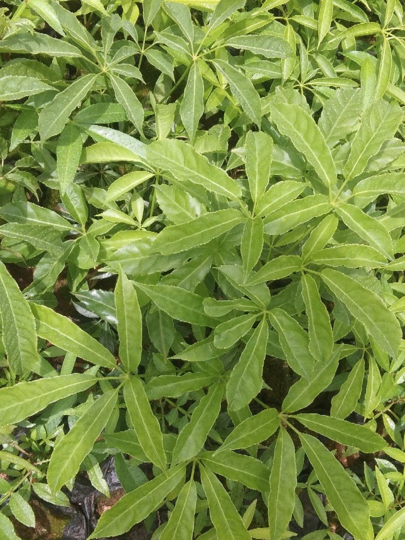 火镰菜苗滇西南药食兼用树种