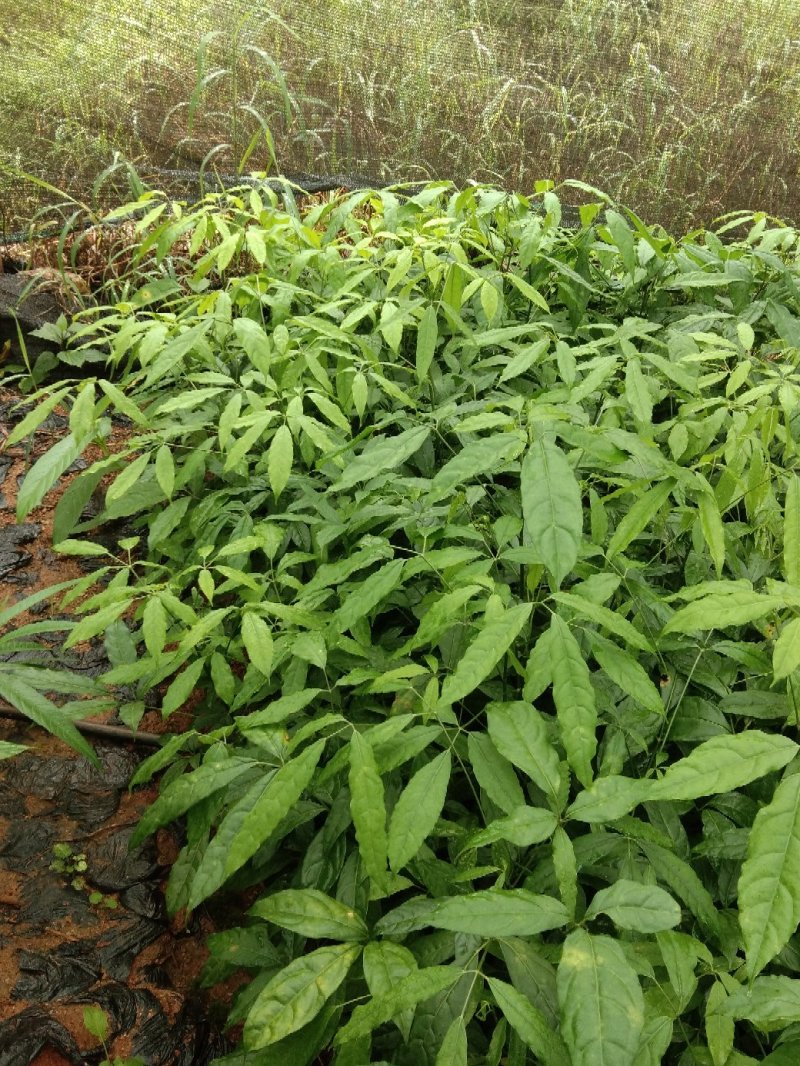 火镰菜苗滇西南药食兼用树种