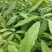 火镰菜苗滇西南药食兼用树种