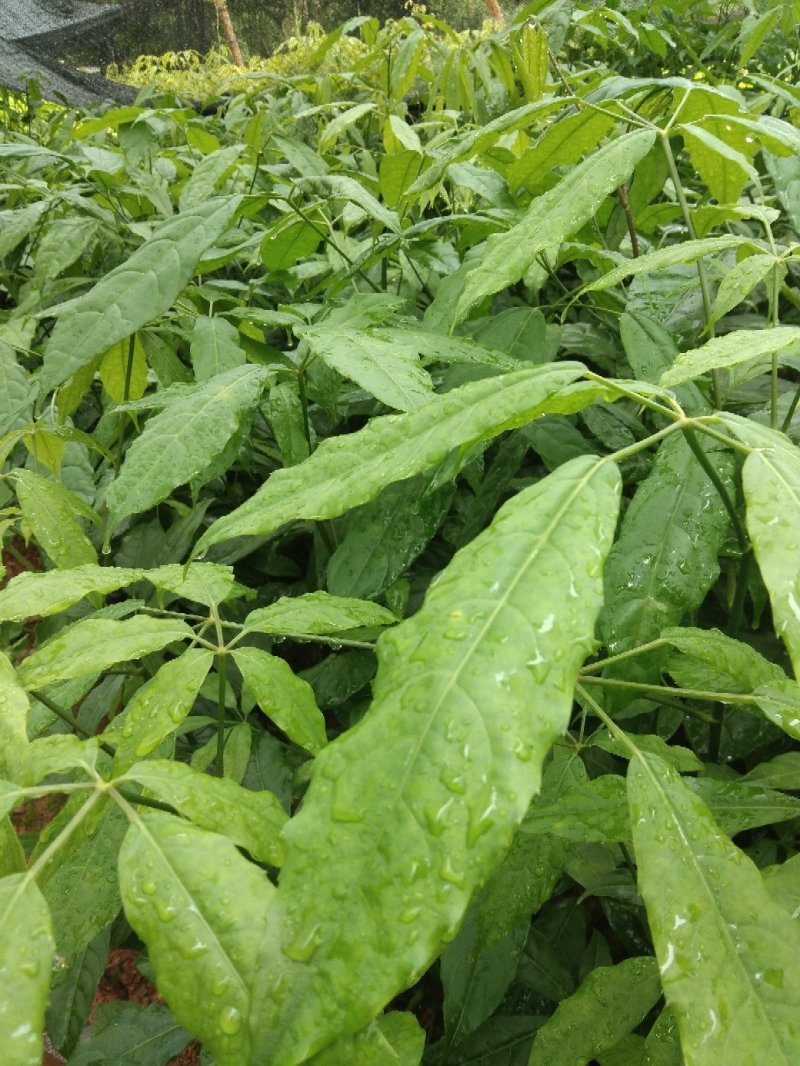 火镰菜苗滇西南药食兼用树种