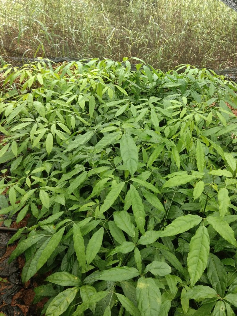 火镰菜苗滇西南药食兼用树种