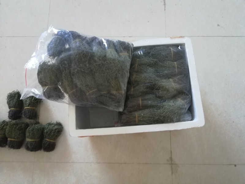 独脚金成色绿