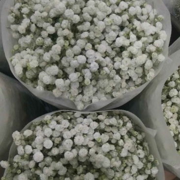 白色满天星昆明斗南直发代办代拍各类鲜花批发支持一件代发