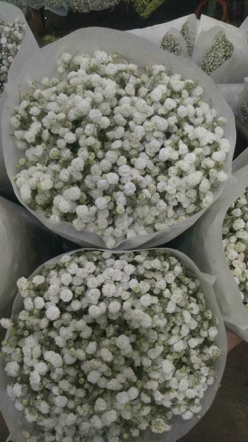 白色满天星昆明斗南直发代办代拍各类鲜花批发支持一件代发