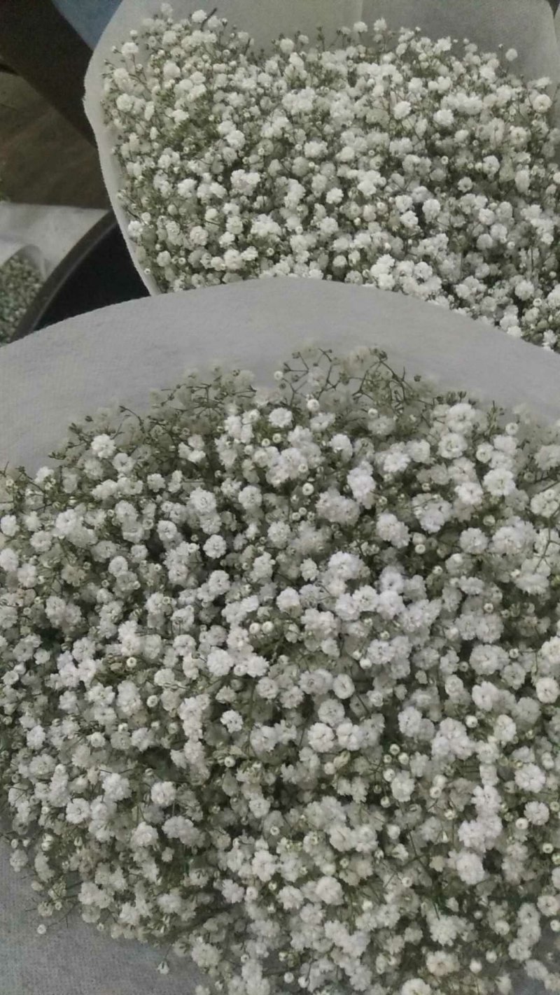 白色满天星昆明斗南直发代办代拍各类鲜花批发支持一件代发