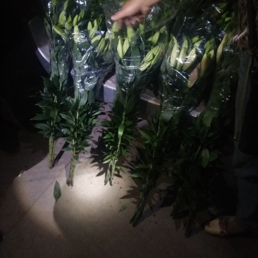百合花鲜切花基地代办花市代拍支持一件代发批发