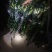 百合花鲜切花基地代办花市代拍支持一件代发批发