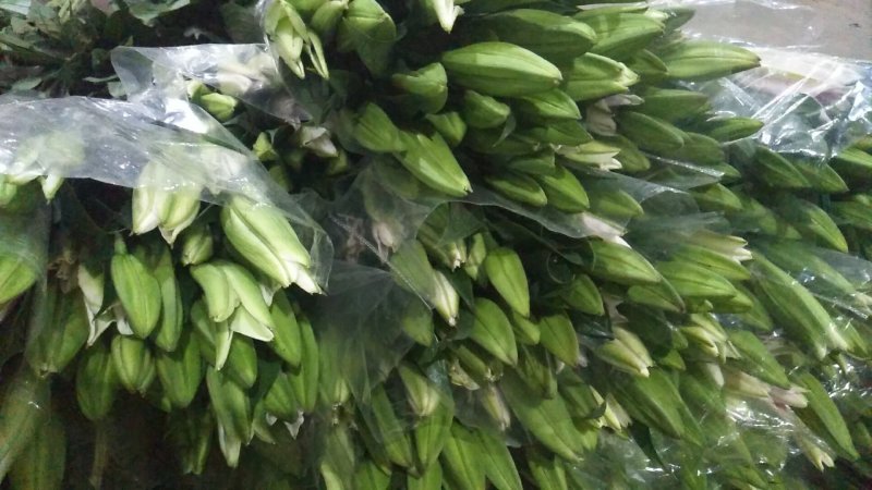 百合花鲜切花基地代办花市代拍支持一件代发批发