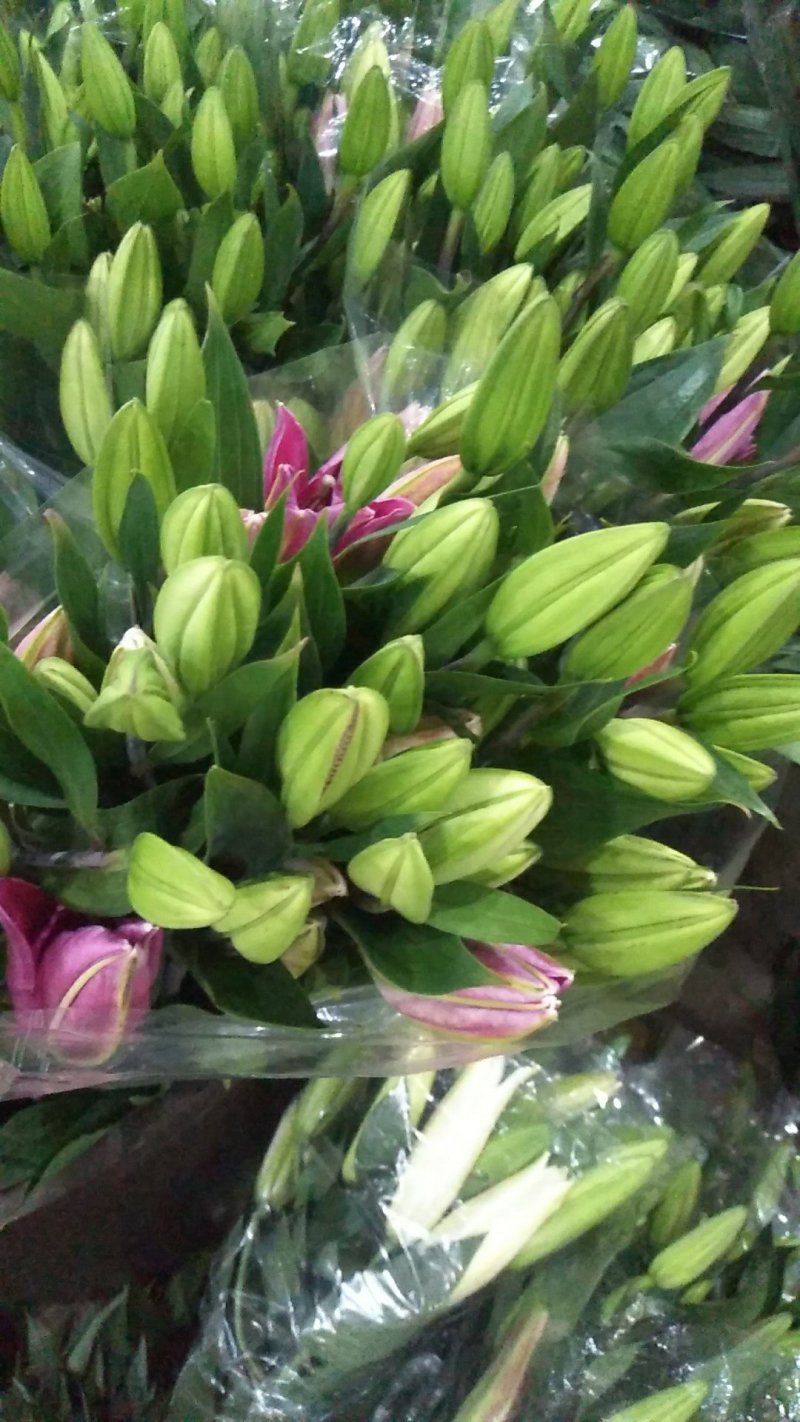 百合花鲜切花基地代办花市代拍支持一件代发批发