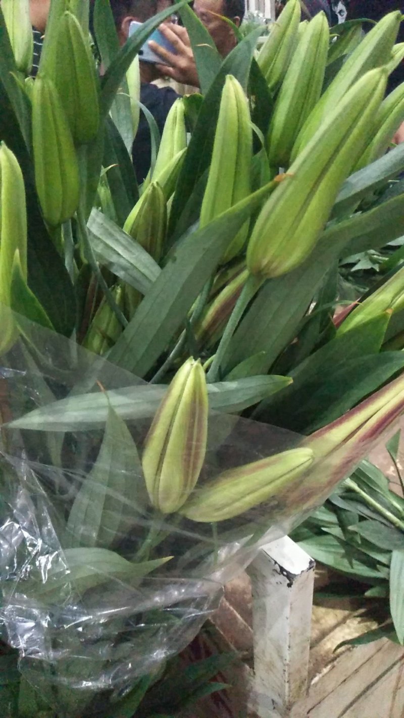 百合花鲜切花基地代办花市代拍支持一件代发批发