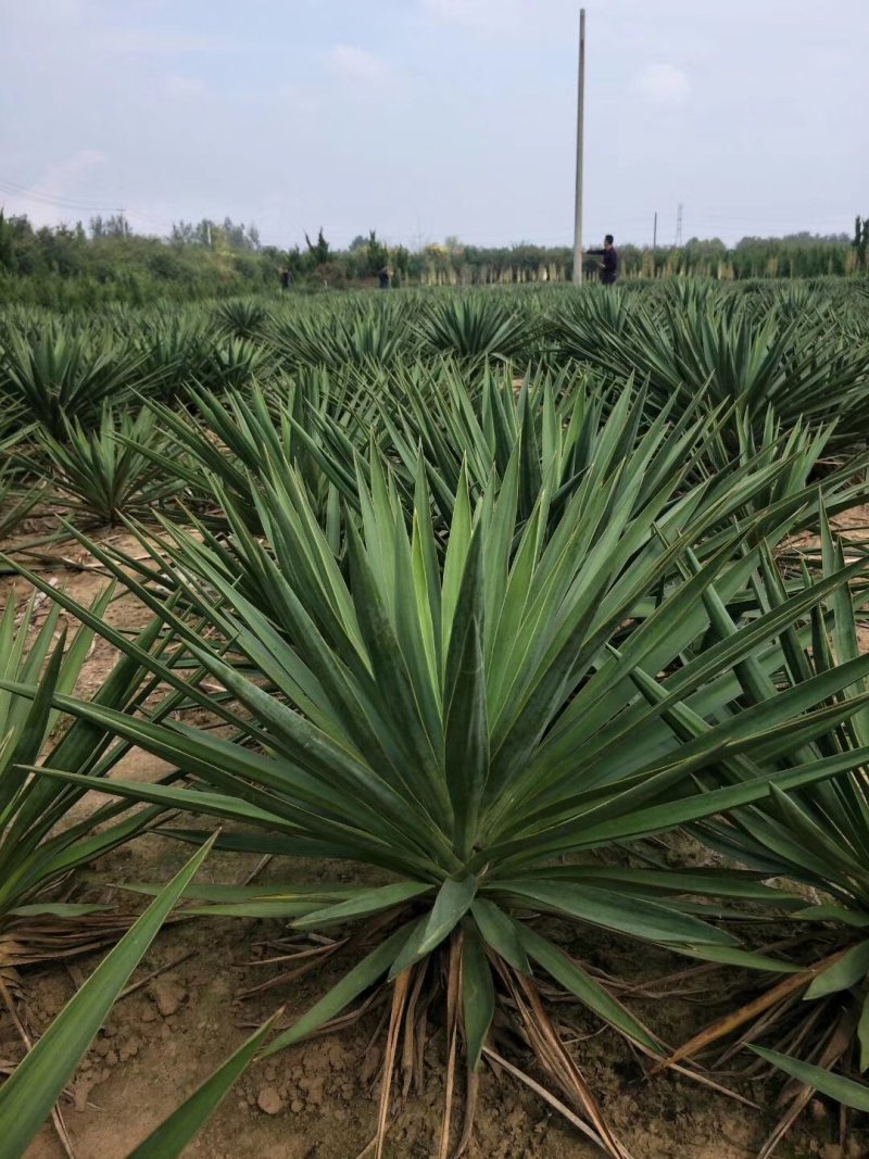 剑麻