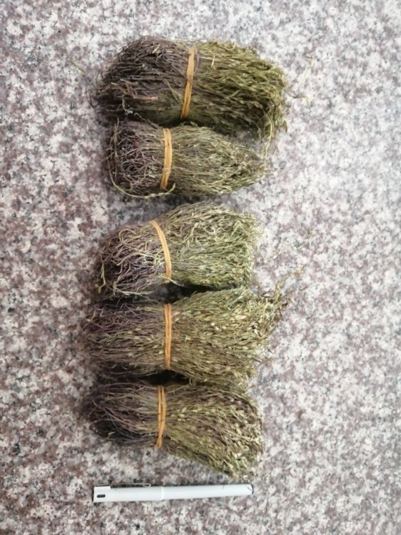 独脚金