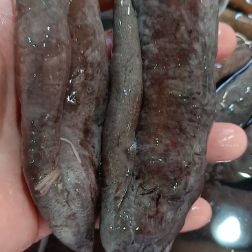 茄参水发