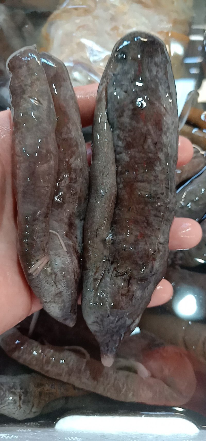 茄参水发