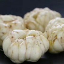 龙牙百合