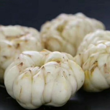 龙牙百合