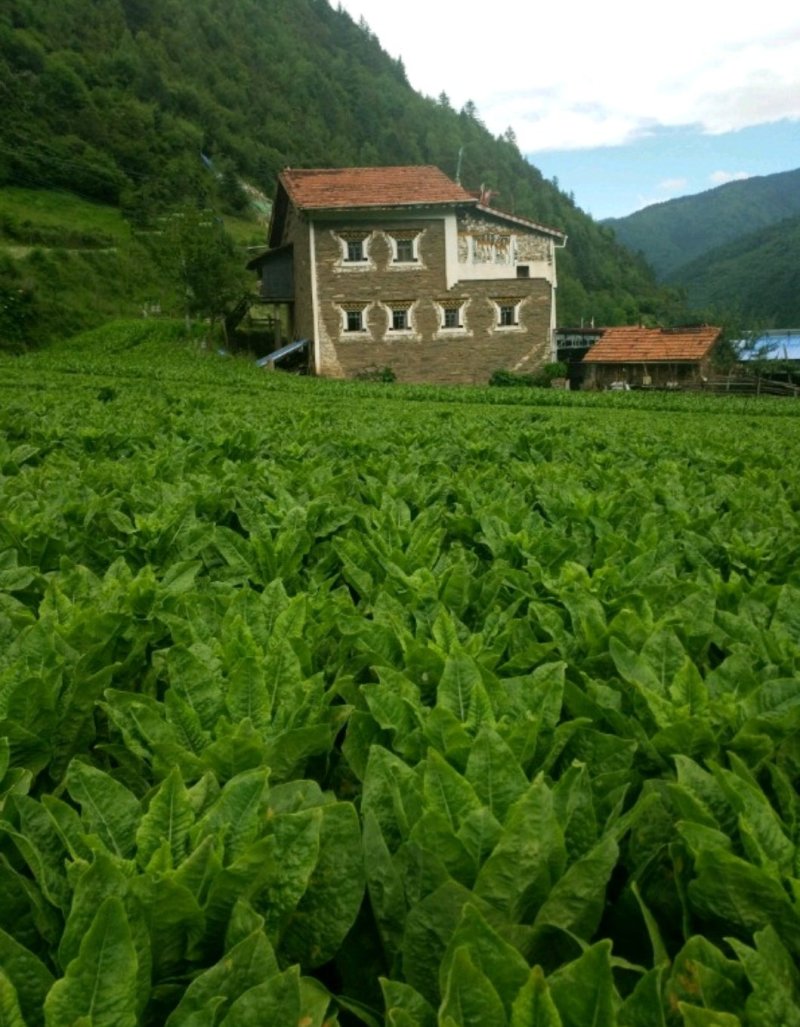 【莴苣】四川三青莴笋带叶莴苣大量有货无空心我脱节