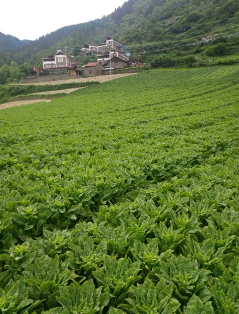 【莴苣】四川三青莴笋带叶莴苣大量有货无空心我脱节