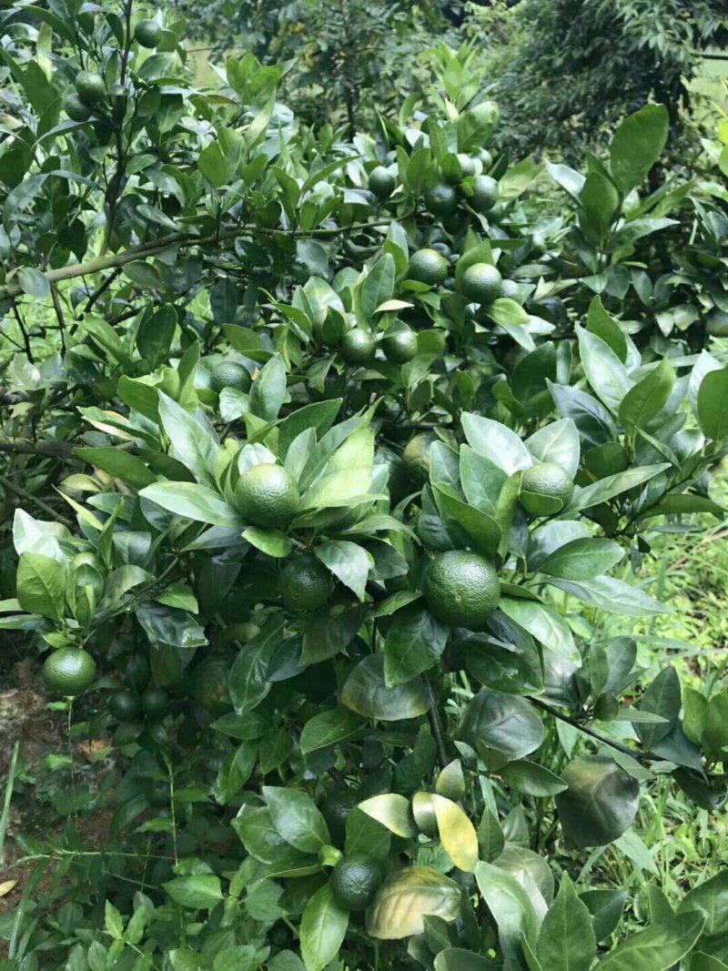 茶叶小青柑，量大从优，。